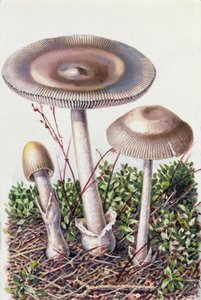 菌の研究 作： Josef Fleischmann